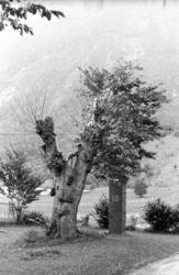 "Bjørnsonalmen", Eikesdalen. Dette var siste året almen stod