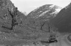 Nyrydda skogteig med tanke på planting av bjørk. Bare gamle 