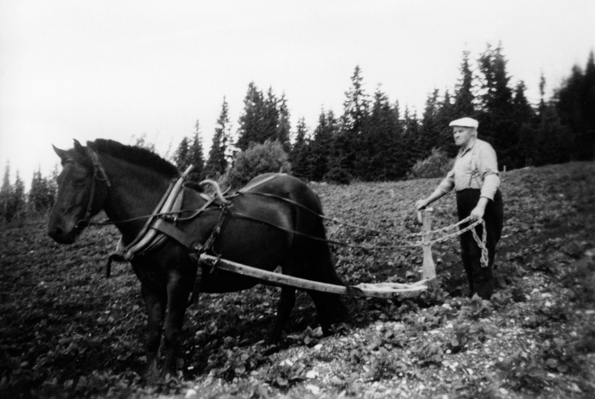 Albert Brændlien kjører med hest og ard i potetåkeren i Karlstad, Brennlia, Åsmarka, Ringsaker.
