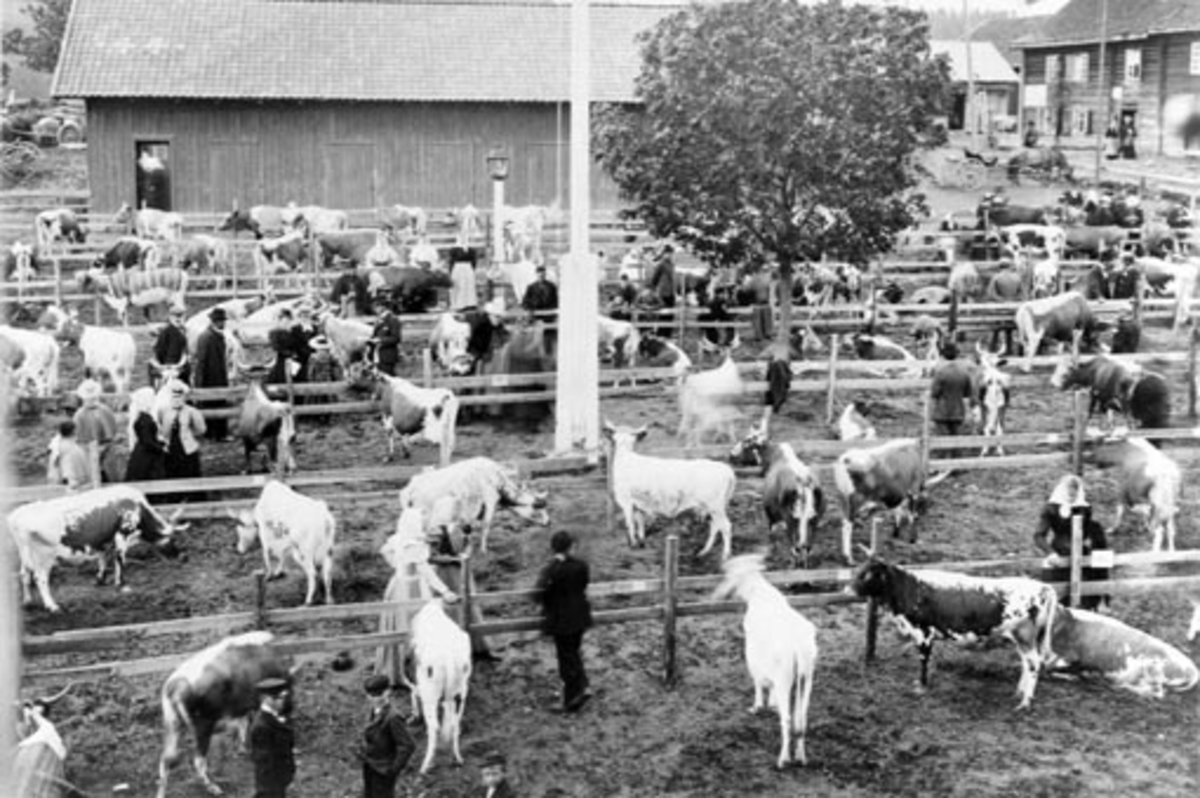 Landmandsforeningens kvegutstilling i Tingnes 9. juni 1900. Telemarksku, dyreutstilling, fesjå, Nes, Hedmark.
