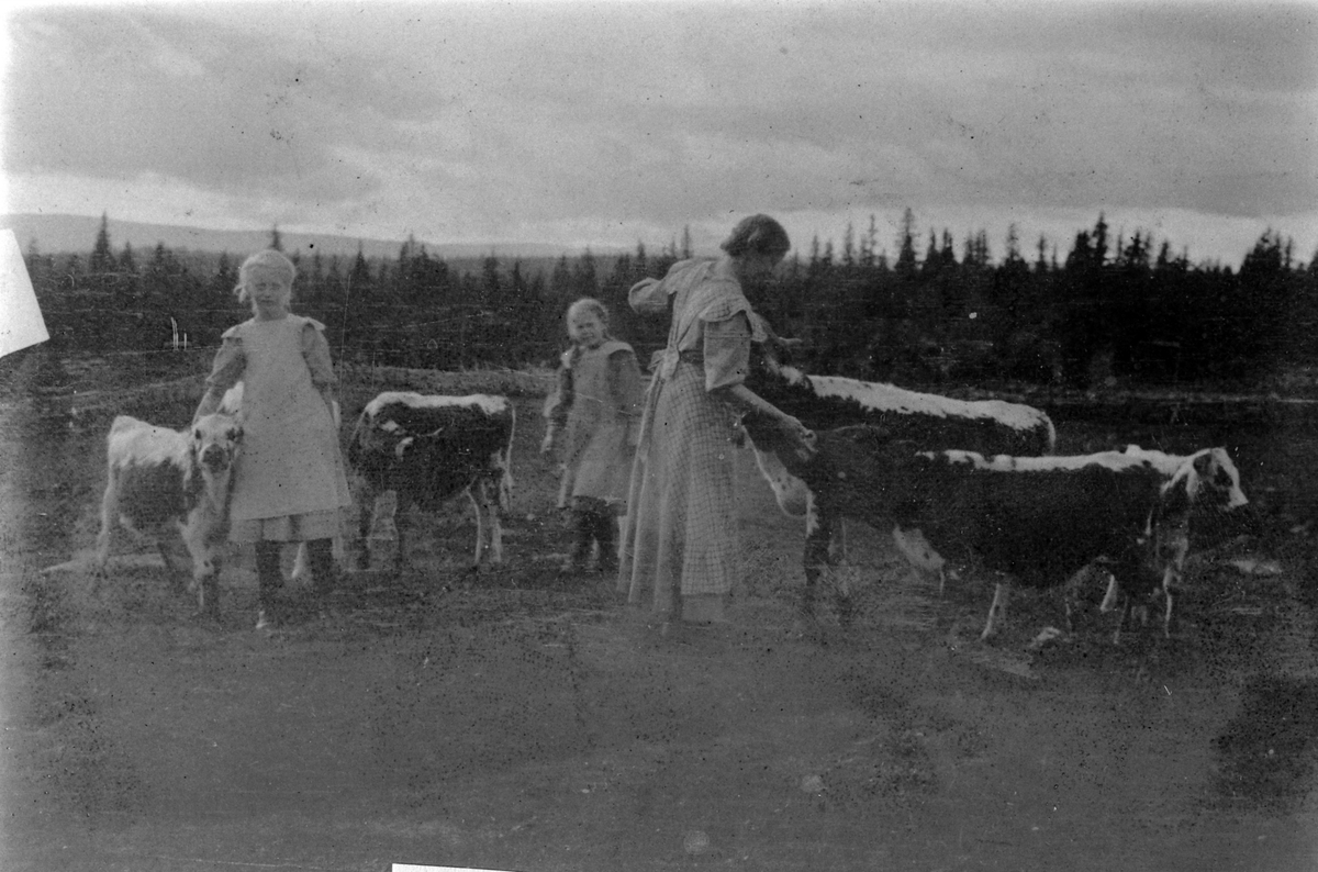 Ingeborg, Marie og Astrid med kalver på Nysætra 1910-11.