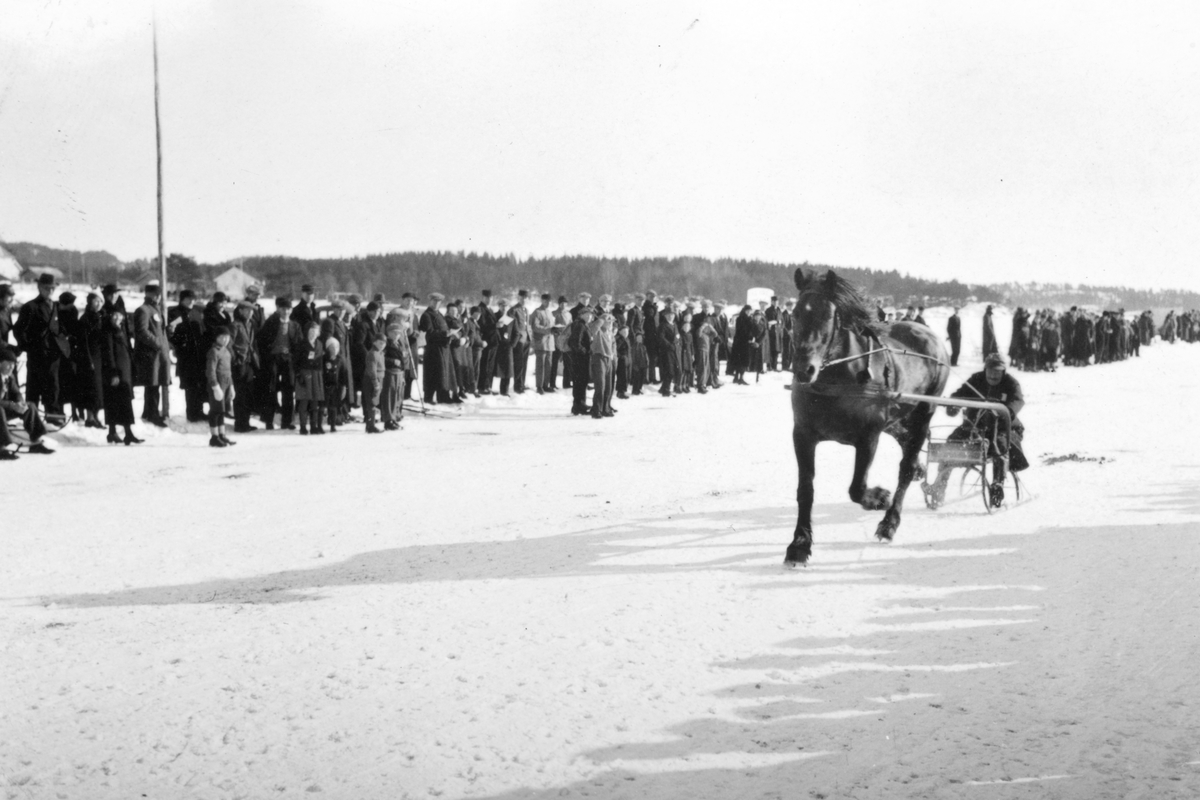 Travløp på Mjøsa utenfor Moelv. Hestesport på mjøsisen. Ca. 1938. 