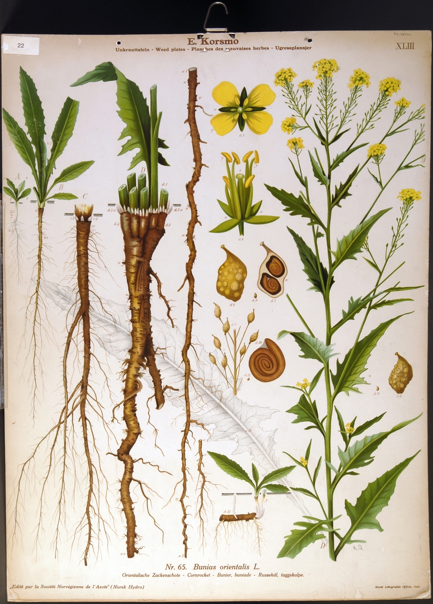 Planter, blomster, ugress;  landøyde/ engsvineblom, russekål/ taggskulpe.