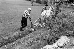 Fossengen nordre, gnr. 338, bnr. 3, Vallset, Stange. Potethy