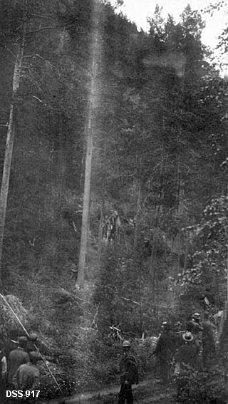 Skogbefaring ved Storjord i Saltdal statsskoger.  I forgrunnen en del herrer på en skogsveg, de fleste av dem med blikket vendt mot ei bratt li med rett, fin furuskog. 