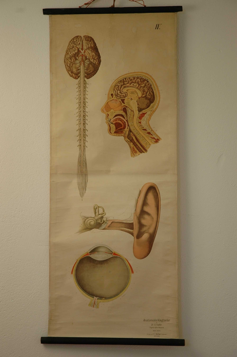 Illustrasjoner av hjerne med ryggmarg, snitt hode, øre og øye.