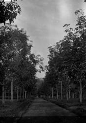 Fra en av URCELs plantasjer med gummitrær.