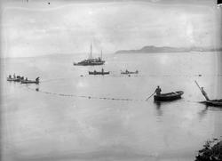 Brislingfiske i Trondheimsfjorden ca. 1930