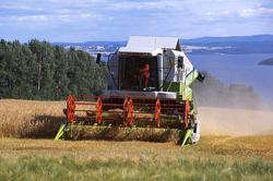 Skuronn. En "Claas Medion 310" skurtresker sameid av bønder 