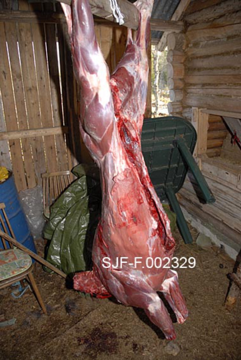 Fra elgjakta i Åmot i Hedmark i 2009.  Etter at elgen var skutt ble den fraktet til en gammel stall like ved Firerkoia på Jernskallen.  Før det ble hengt til mørning var slaktet flådd og hode og kløver var avkuttet.  Den blir hengende i cirka ei uke for mørning (40 døgngrader).