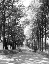 Haugrim, Aurskog, Akershus 1954. Alléen.Fra dr. Eivind S. E