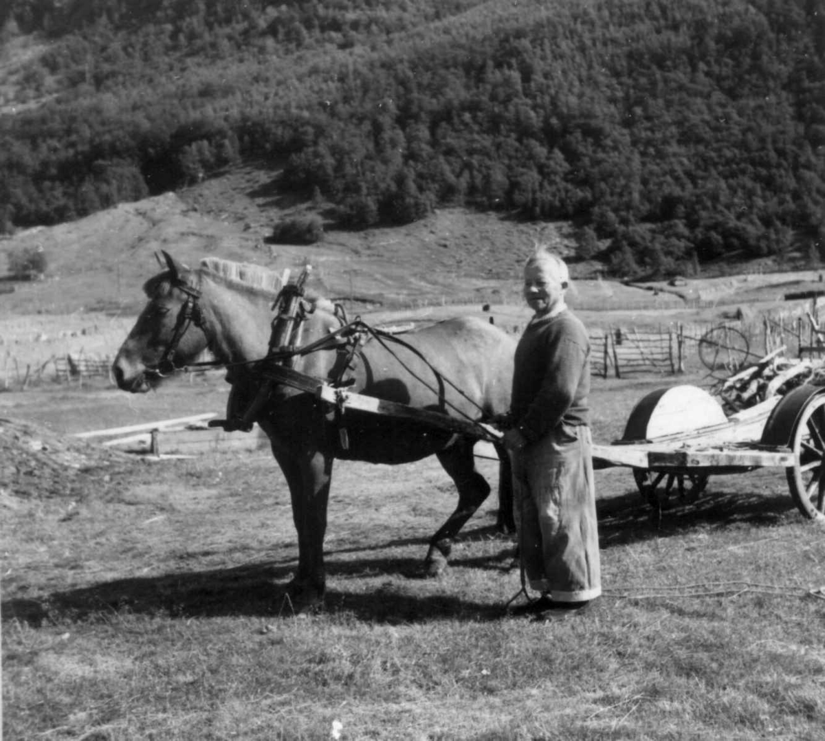 Erik Eriksen, læstadianerpredeikant og  gårdbruker. Her med hest av Lyngen rase, 1955.