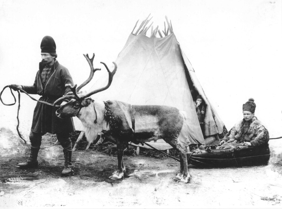 Mann og reinsdyr med pulk En person sitter i pulken. I bakgrunnen Et telt med et barn åpningen. Jämtland antagelig 1890-årene.