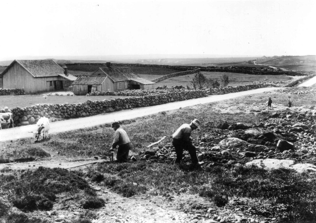 To menn klargjør jord et sted på Jæren, antageligvis Bjerkreim eller Eigersund, 1908. Langs veien beiter kyr, mens to smågutter sees i bakgrunnen.