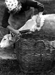 Demonstrasjon av saueklipping på Norsk Folkemuseum.  9. sept