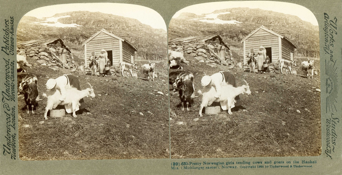 Stereoskopi. Kvinner på seter, Haukeli, Vinje, Telemark. Seterbebyggelse med melking av geit og kvinne med kyr.