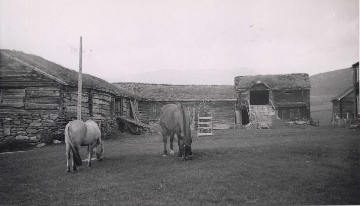 Gårdstun, nær Vognill, Lønset, Oppdal, Sør-Trøndelag. Beitende hester på tunet.