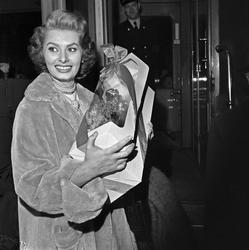 Serie. Sophia Loren. Italiensk filmstjerne.
Fotografert 195