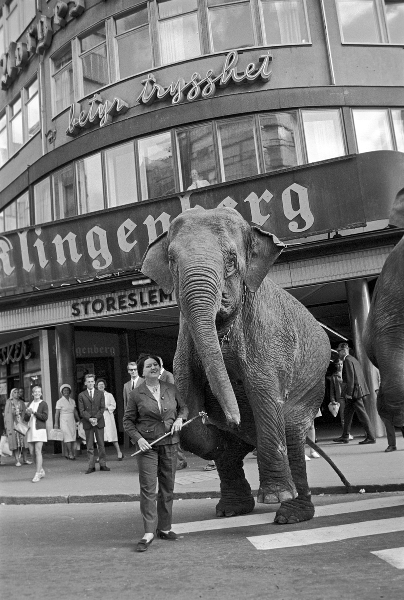 Serie. Cirkus Berny har dyreparade, med hester, sebraer og elefanter, gjennom Oslo. Fotografert august 1968.
