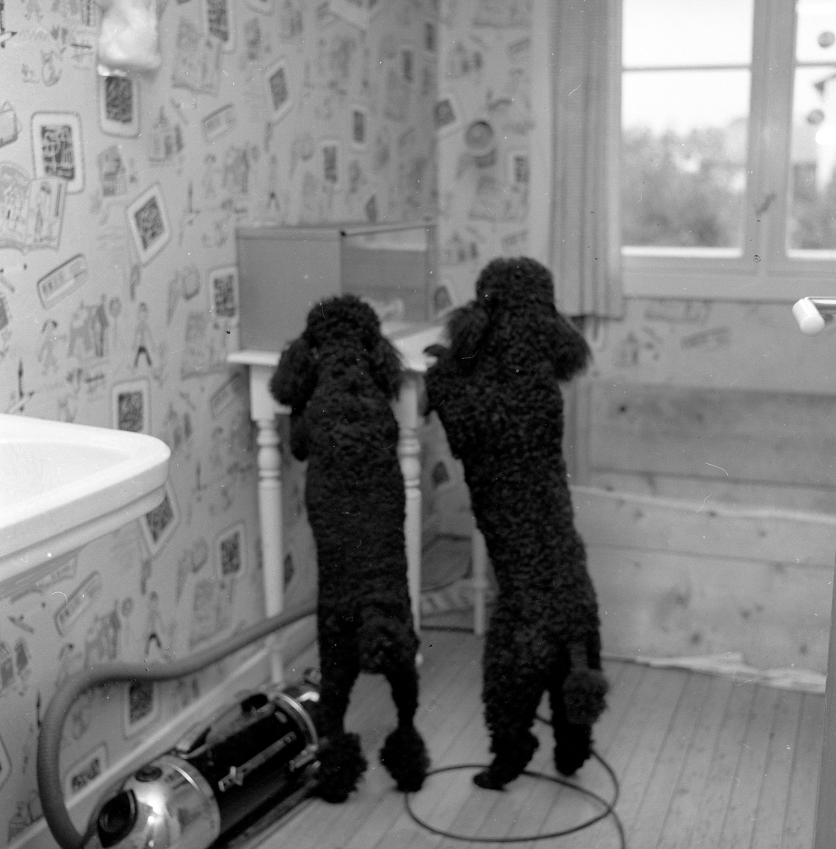 To pudler på to ben i rom med støvsuger. Puddelkennel på Smedstad. Fotografert 1960.