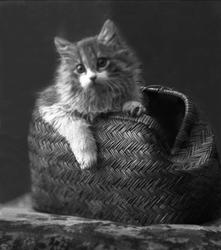 Portrett, katt i veske. Frøken Trulsens katt.