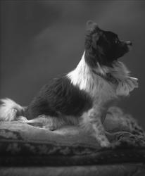 Portrett, sittende hund. Kunsthandler Ludvig Wangs hund.