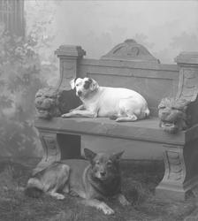 Portrett av to hunder. En på benk i studio, den andre under.