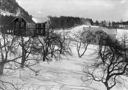 Fruktrær med to våningshus i bakgrunnen. Sem Landbruksskole.