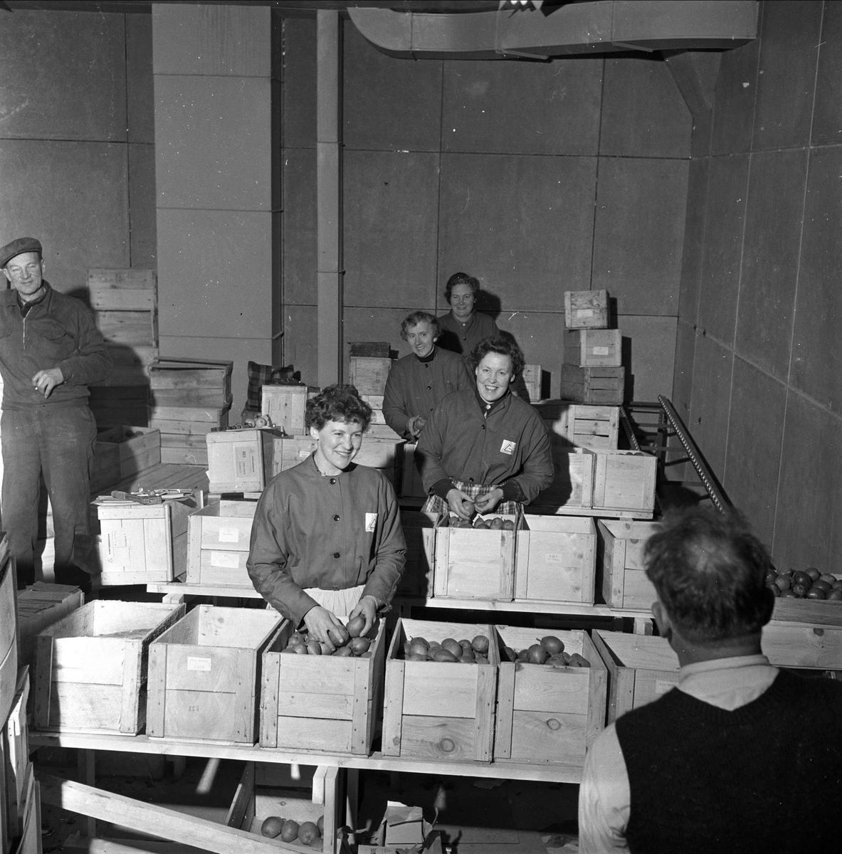 Fruktpakkere fra Hardanger i arbeid, Hardanger, mars, 1959.