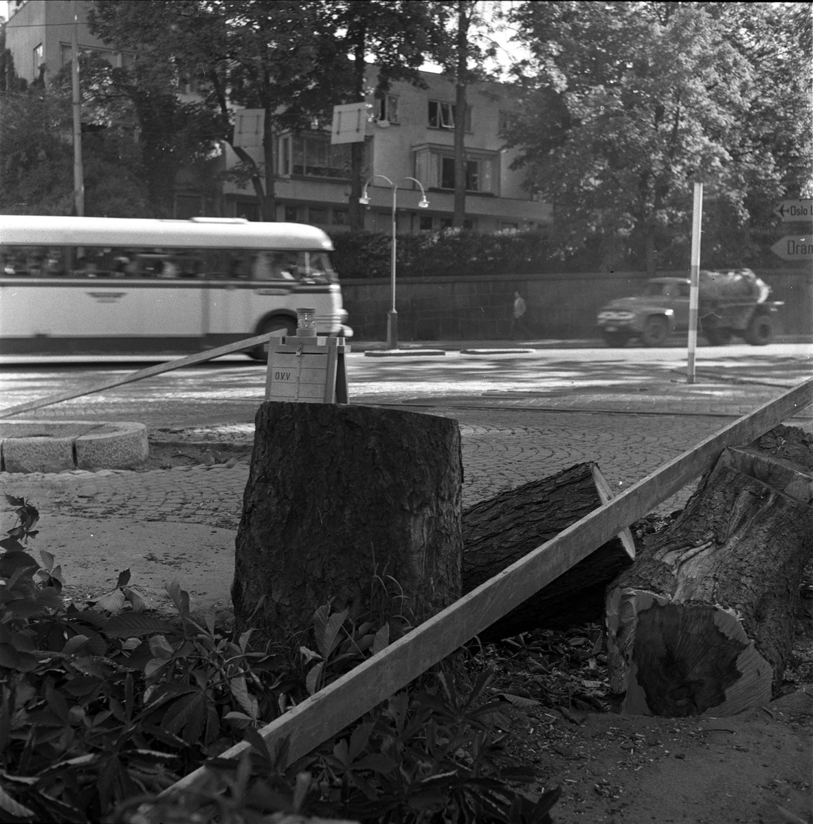 Hogging av trær i Bygdø allé. Oslo juni 1959.