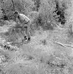 Skjeberg, Østfold. Fortidsminner. Rydding av kratt.