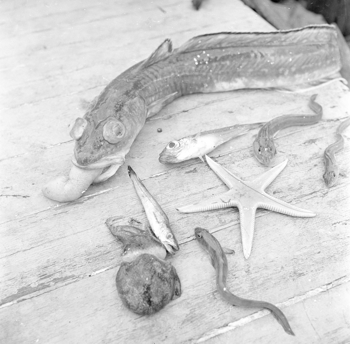 Son, 10.06.1961, reketråler, Kjøvangen, Oslofjord, utvalg av sjødyr som har gått i reketrålen.