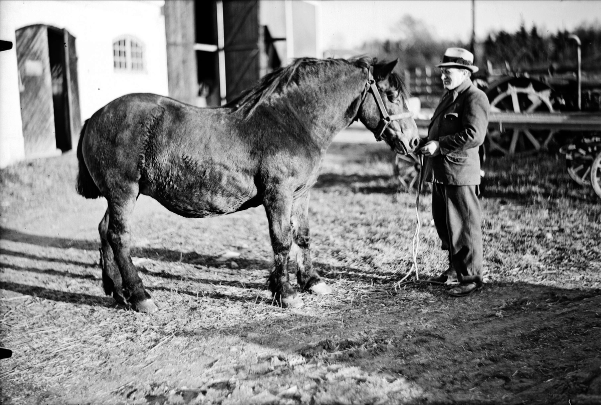 Man och häst från Vaksala Mejeri, Vaksala socken 1939