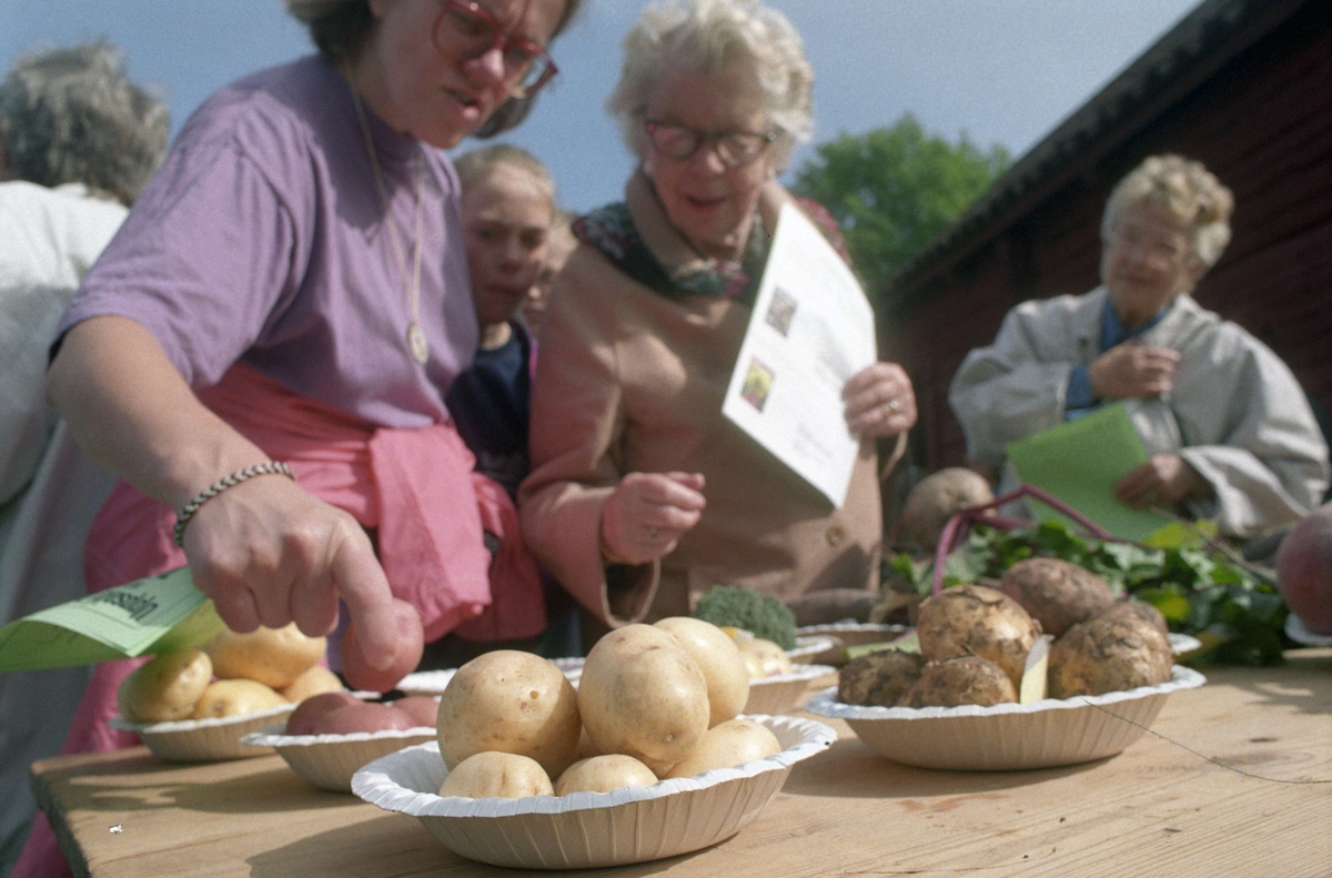 Potatisutställning på odlartävling, friluftsmuseet Disagården, Gamla Uppsala 1994