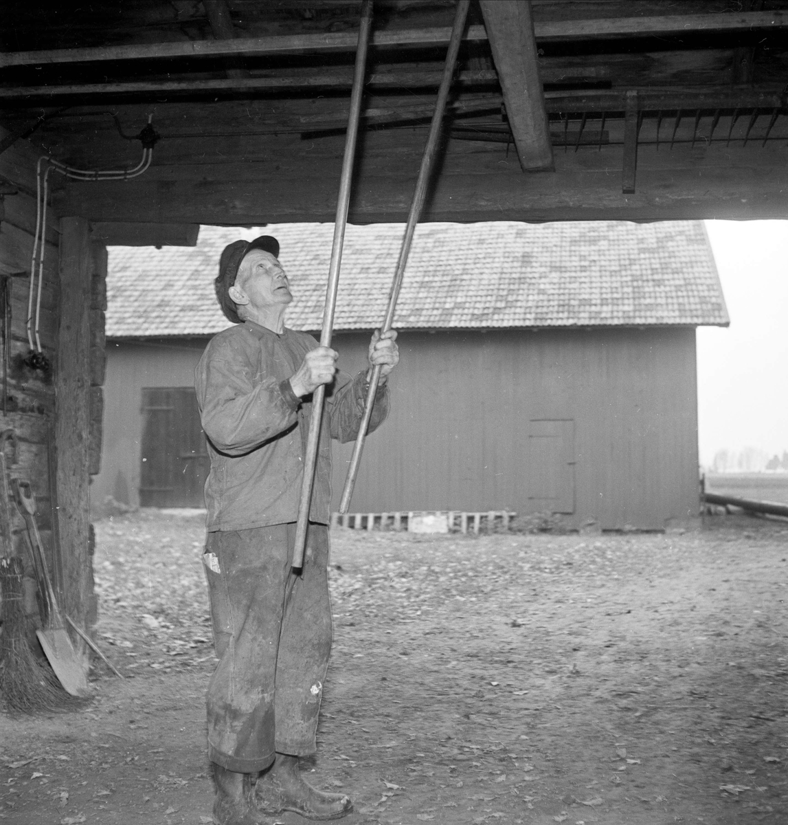 Karl Thorell på sin gård i Hämringe, Bälinge socken, Uppland 1953