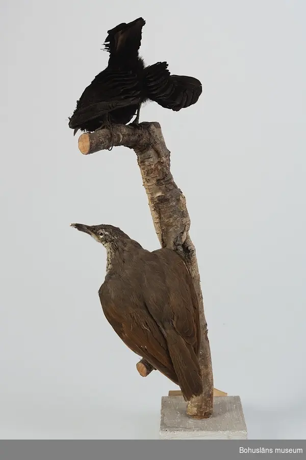 Grönfjällig sköldparadisfågel monterad på gren. Den övre (UM003521) hane, den nedre (UM003522) hona.

Gren fästad i vit sockel med etikett framtill.