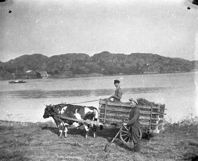Bildtext till kopian i fotoalbumet:

"Oxe 1933.
Lindholmen med Oxevik i bakgrunden.
Bredvid kärran: Karl Sandelin ".