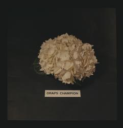 Studiobilde av Hortensiaplante, type "Draps Champion".