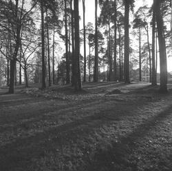 Arkeologi, gravhaug, park,