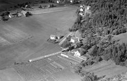 K.G. Pettersens Gartneri.