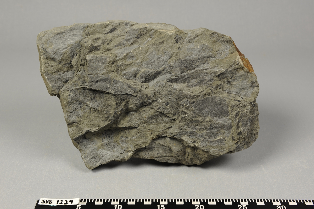 Stein med fossile greiner med nåler av bartre på ene siden.