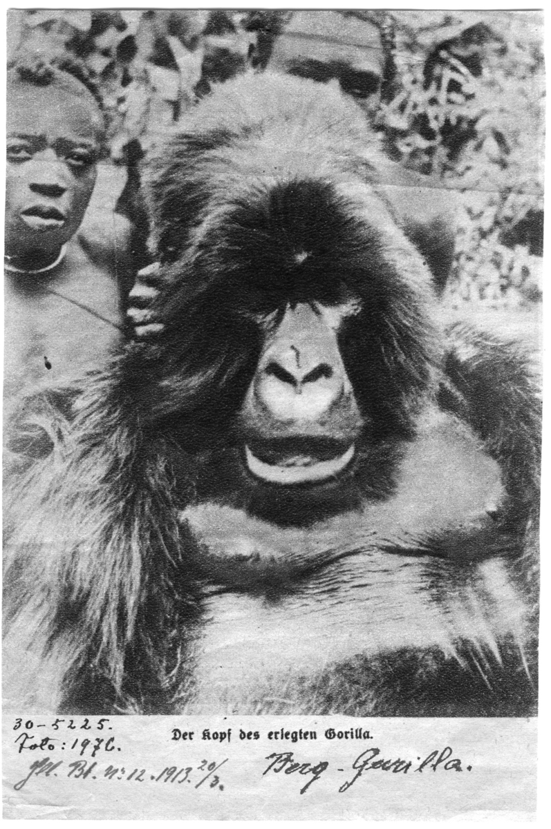 'Bergsgorilla. 2 människor bakom gorillan. ::  :: Ingår i serie med fotonr. 1975-1997.'