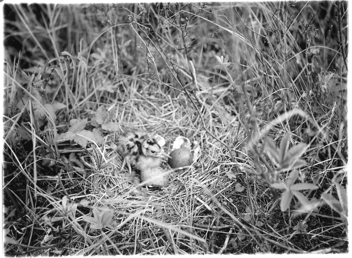 'Bo med 1 st unge och ägg av storspov omgivet av örtvegetation. ::  :: Ingår i serie med fotonr. 2242-2244.'