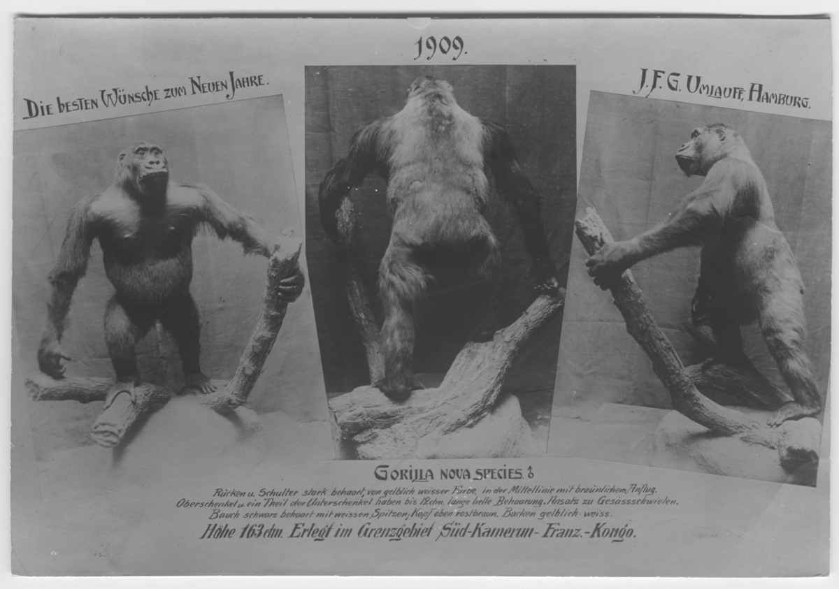 'Gorilla från  Rowland Ward, London :: 3 inklippta bilder, med text. Gorilla sedd framifrån, bakifrån samt från sidan. Nyårshälsning från Umlauff, Hamburg. :: På kortet står ''Die besten wünsche zum neuen Jahre. 1909. J.F.G Umlauff, Hamburg.'''