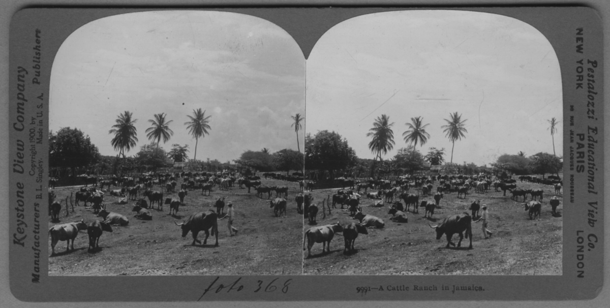'Boskapsranch i Jamaica, en stor boskapshjord. ::  :: ''9991 - A Cattle ranch in Jamaica.'' ::  :: Ingår i serie med fotonr. 315-422.'