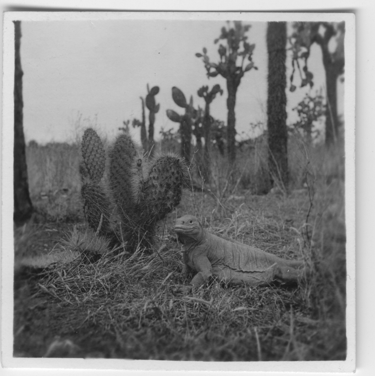 'Galapagosleguan, på håll vid kaktus. ::  :: Se serie med fotonr. 3779-3822.'