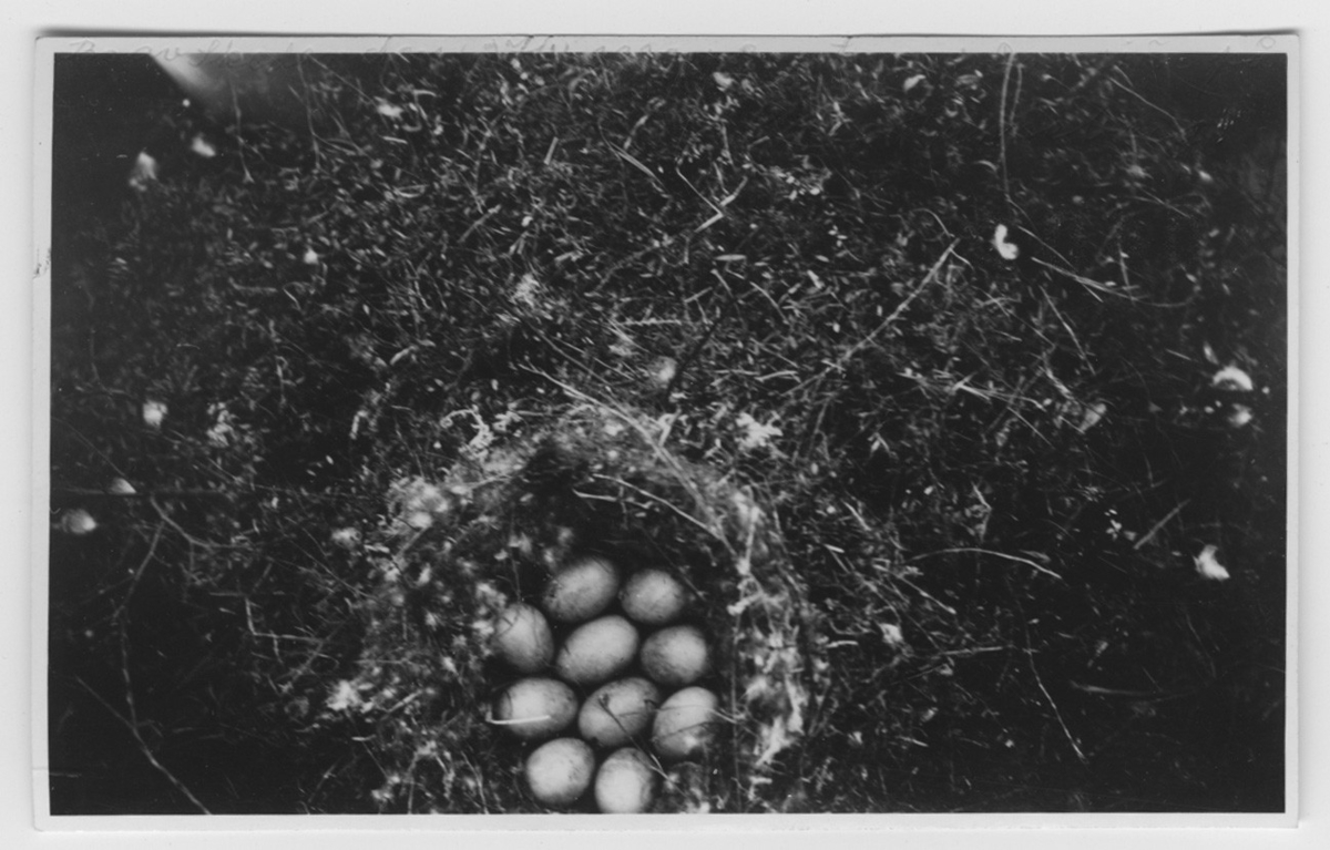 'Skedand, bo med 10 ägg. Text på fotot: ''Bo av  skedanden på en tuva i Domsjön på Hunneberg.'' ::  ::  :: Ingår i serie med fotonr. 4140-4158.'