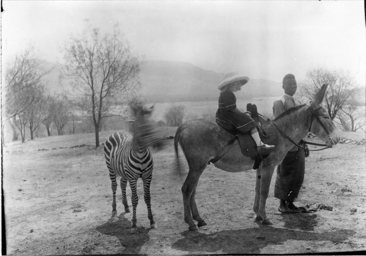'Diverse fotografier från bl.a. dåvarande Nordrhodesia, nu Zambia, tagna av Konsul Magnus Leijer. ::  :: 1 st barn sittande på en åsna som hålls av 1 st man. Bakom åsnan står även en zebra. I bakgrunden är mindre träd, berg och vatten synligt.'