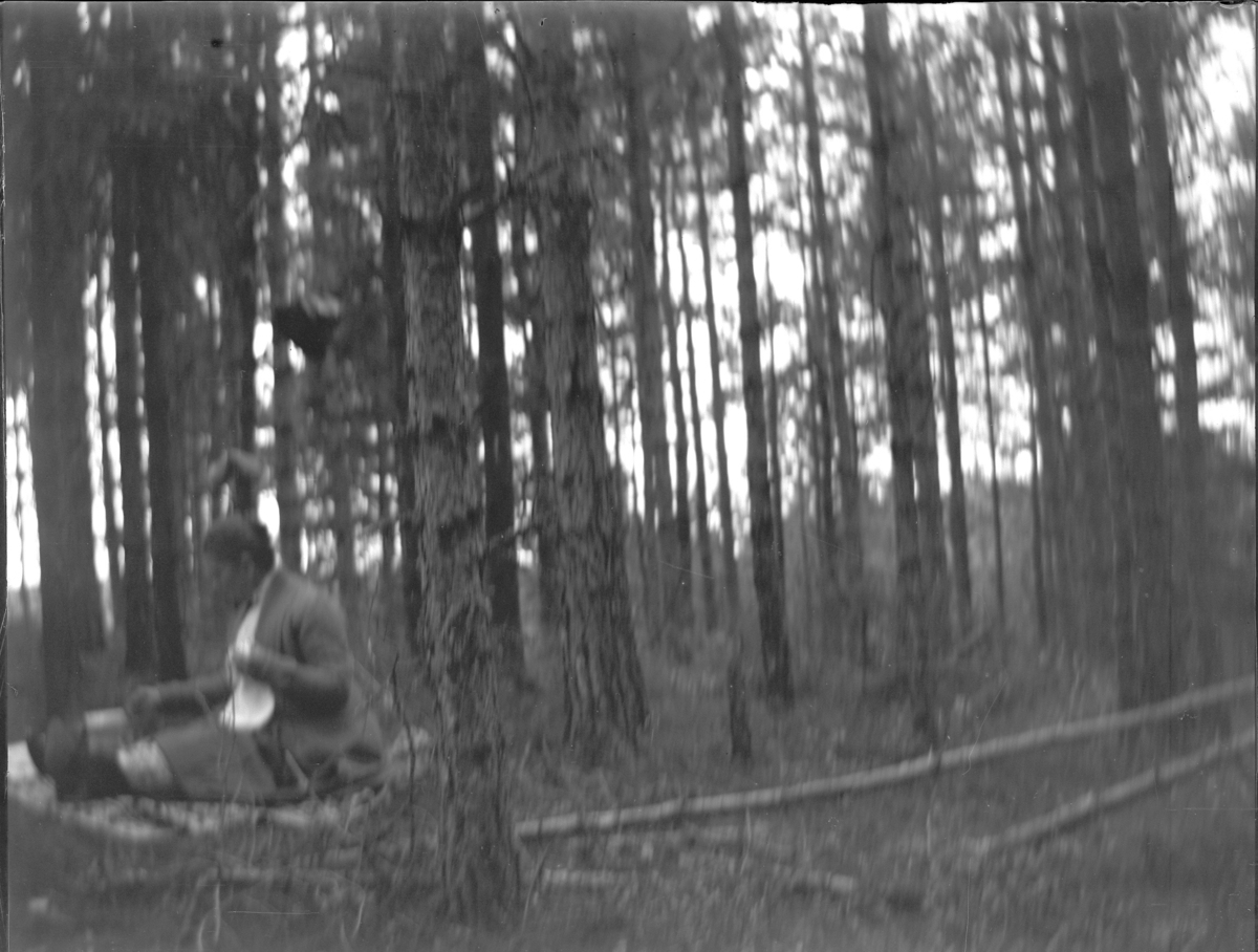 'Bildtext: ''Ed 1910.'' :: 1 kvinna sitter på marken i tallskog. Glasplåten väldigt mörk. ::  :: Ingår i serie med fotonr. 5225:1-18. Se även fotonr. 5230:1-11.'
