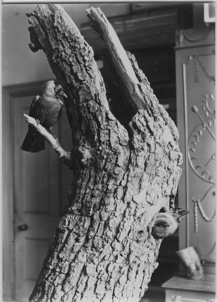 'Div. bilder på ''museala arrangemang av fåglar'', bilderna är insamlade av Leonard Axel Jägerskiöld. ::  :: Trädstubbe med 2 fåglar placerade på den. En som kikar ut från ett bo i stubben samt en som sitter på en gren lite högre upp.'